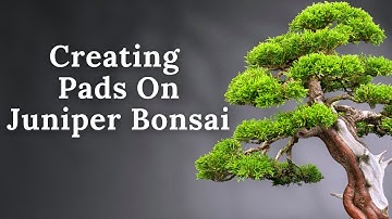 How To Create A Juniper Bonsai Pad