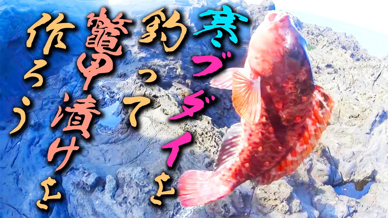 ［伊豆大島遠征釣行2日目］タマちゃんが合流して3名で磯釣り【念願の良型の寒ブダイをGet!!】料理コーナーもあるよ