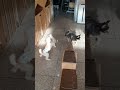 같이놀자! #반려견 #유치원 #놀이터 #댕댕이