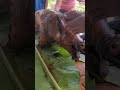 Mukbang ng Lechon#mukbang #pinas #buhayprobinsya #bakasyon #litson #lechon #pista #viral
