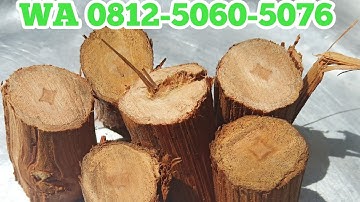 Cara Mendapatkan, Cara membeli Kayu Bajakah Tunggal Asli Kalimantan Tengah