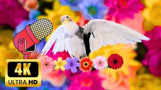 Happy Parrot Cockatiel singing | Feliz papagaio calopsita cantando | غناء ببغاء كوكاتيل سعيد by MATI BIRD 814 views 1 month ago 2 hours, 1 minute