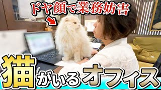 【ネコハラ】猫がいる会社はこうなります職場ネコの1日を密着