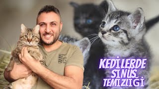 KEDİLERDE SİNÜS TEMİZLİĞİ