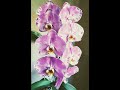 Орхидеи: Фото и реальность Phal. OX King × Fuller&#39;s Purple Queen. Обзор цветения, август 2020