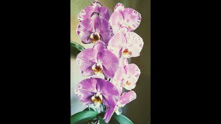 Орхидеи: Фото и реальность Phal. OX King × Fuller&#39;s Purple Queen. Обзор цветения, август 2020