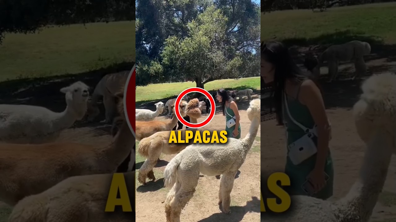 Alpacas Are So Funny😂 