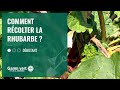 Tuto comment rcolter ma rhubarbe    jardinerie gamm vert