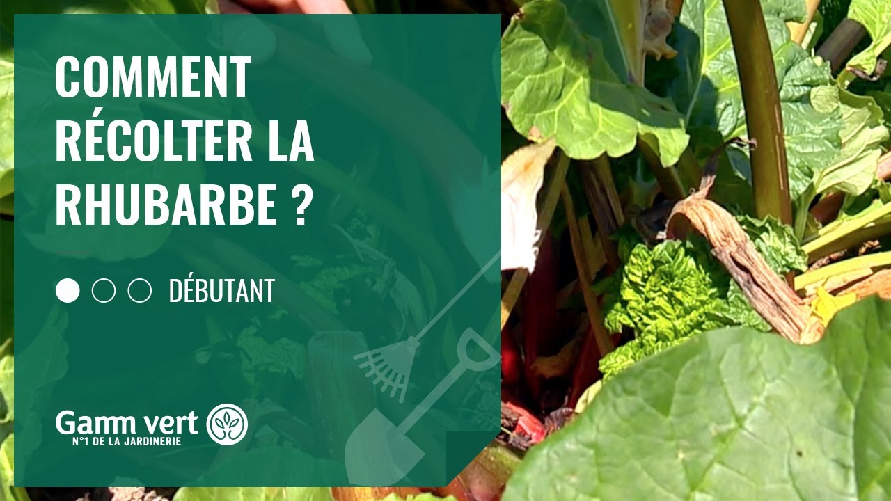 TUTO Comment rcolter ma rhubarbe     Jardinerie Gamm vert