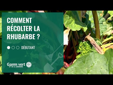 Vidéo: Récolte de la rhubarbe - Comment savoir quand la rhubarbe est mûre