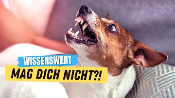 Welche Menschen mögen Hunde nicht?