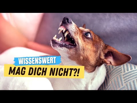 Video: 5 unerwartete Gründe, warum Hunde bestimmte Personen nicht mögen