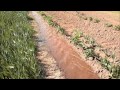 Watering Potatoes the &quot;man&quot; way