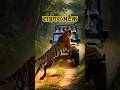 जंगल सफारी में कैमरे ने पकड़ लिया खौफनाक सच 😱 | Tiger Attack Real Story | #Shorts #tiger