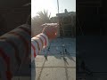 Pigeon المراره اكسبلور Birds التغطيه طيور البخل المراه حمام الوكره Pigeon المراره اكسبلور Birds التغطيه طيور البخل المراه حمام الوكره