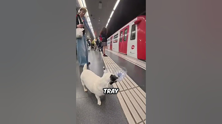 The Most Polite Commuter Is Actually a Dog