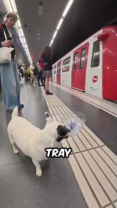 The Most Polite Commuter Is Actually a Dog