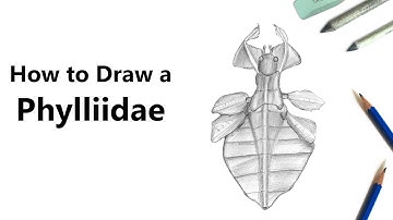 How to Draw a Phylliidae with Pencils [Time Lapse]