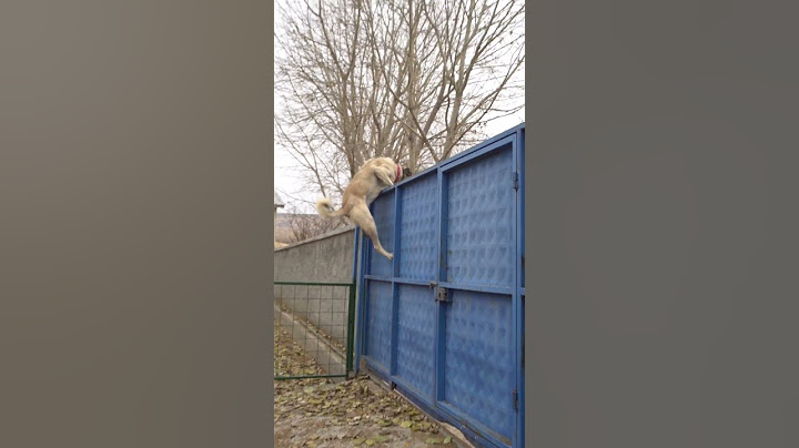 ENGEL TANIMAYAN KANGAL (2,5 Metrelik Kapıdan Atladı)