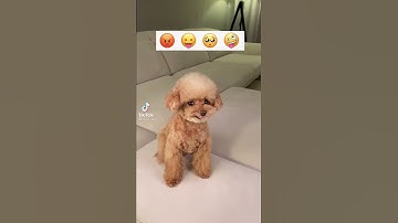 Thumbnail of cachorrinho fazendo o desafio do tik tok emojie 😡😛😟😜