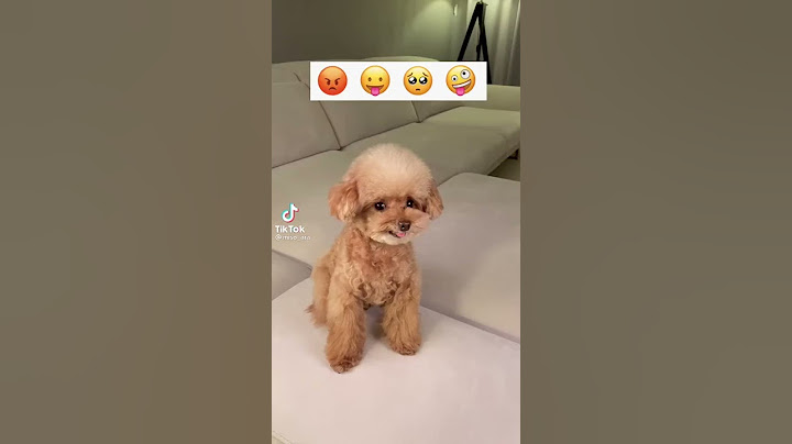 cachorrinho fazendo o desafio do tik tok emojie 😡😛😟😜