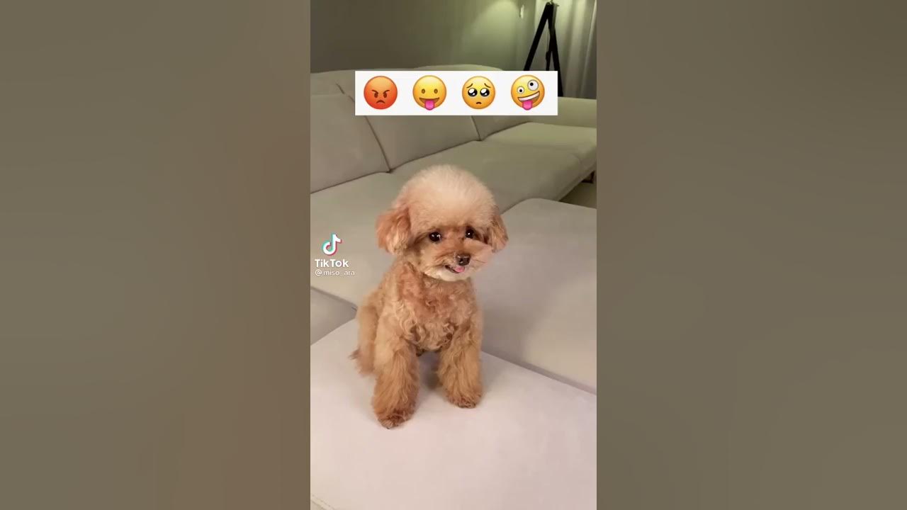 cachorrinho fazendo o desafio do tik tok emojie 😡😛😟😜