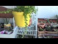 Jardim Suspenso com Suculentas Para Pequeno Espaço (Hanging garden with succulents for small space)