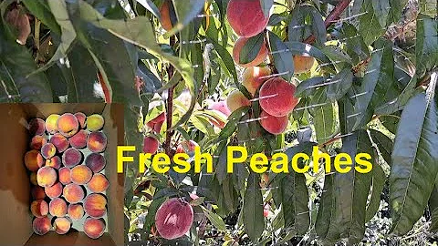 Fresh Peaches @GomezKacuracha - DayDayNews