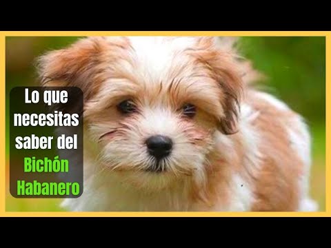 Video: Verwendung von Allergie Augentropfen bei Hunden