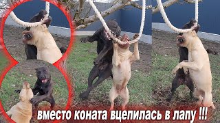 Монстры в деле !!! Питбуль Кими вместо каната вцепилась в лапу Арабу !!! У питов сносит крышу !!!