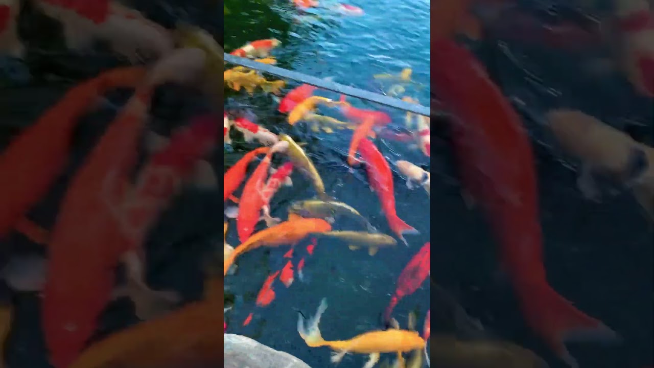 Fish Koi 🐠 Japan / Cá chép koi Nhật 
