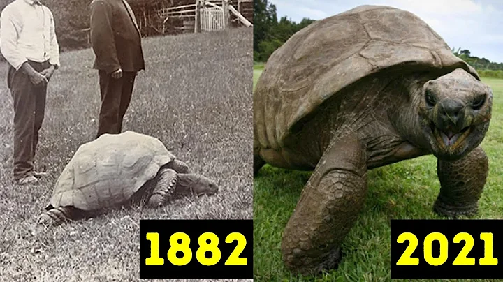 Longest Living Creature on Earth - DayDayNews