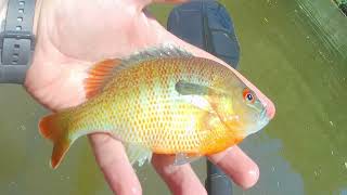 DAN RIVER - ROCKINGHAM COUNTY NC (Gameland Access Point to Klyce St Access)