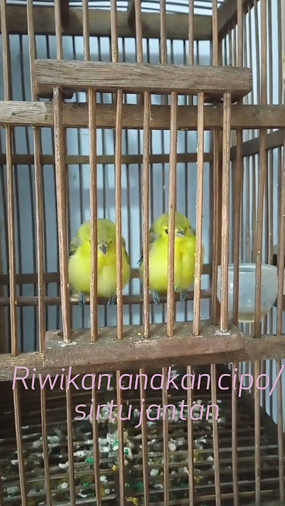 riwikan cipo/sirtu lolohan jantan