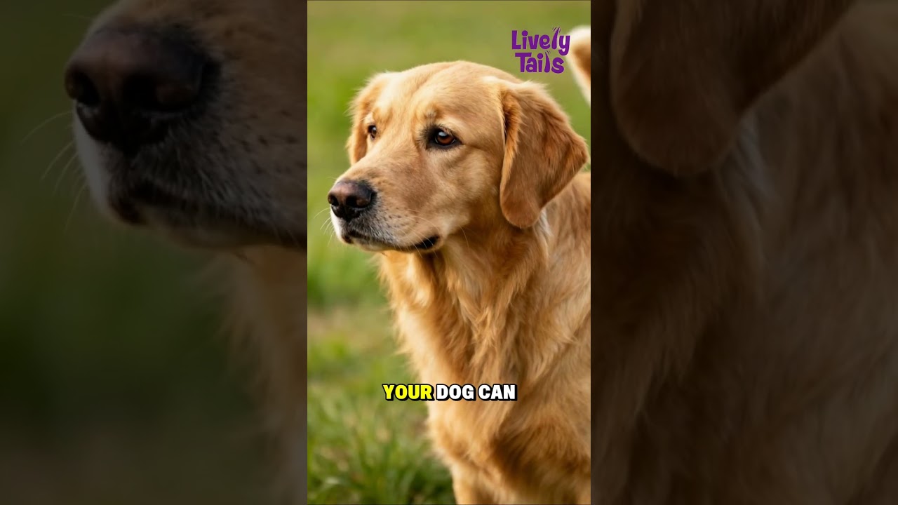 Fun Fact About Dogs’ Hearing 👂🐶 | Amazing Dog Superpowers Explained