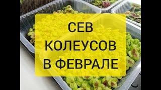 СЕВ КОЛЕУСОВ В ФЕВРАЛЕ