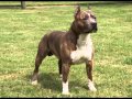 American Staffordshire Terrier