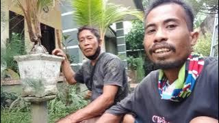 Wow cabang 3 dn 2 bonsai kelapa(bonkla) super unik koleksi langka.ada tanaman Hias