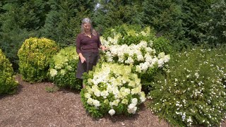 Which Panicle Hydrangea is Right For You? | Part Two: Dwarf-sized Hydrangeas