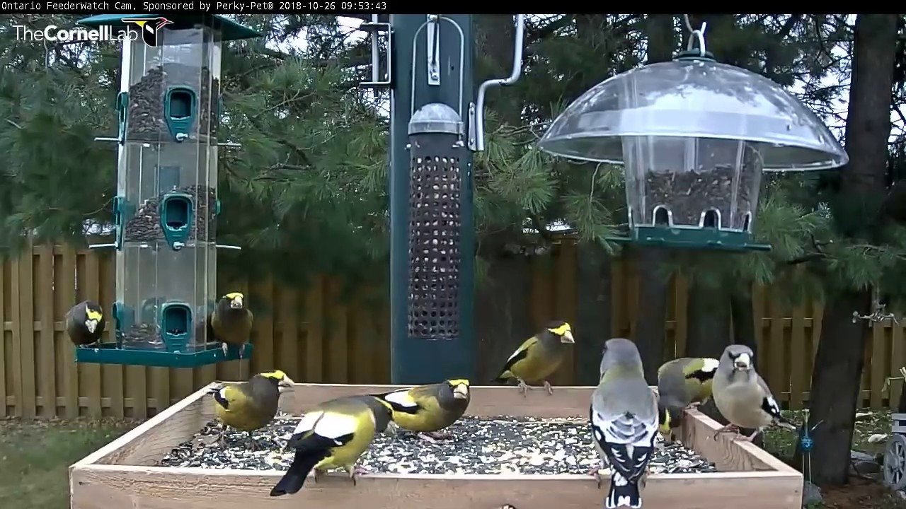 Evening Grosbeaks Swarm The Platform October 26 2018 Ontario