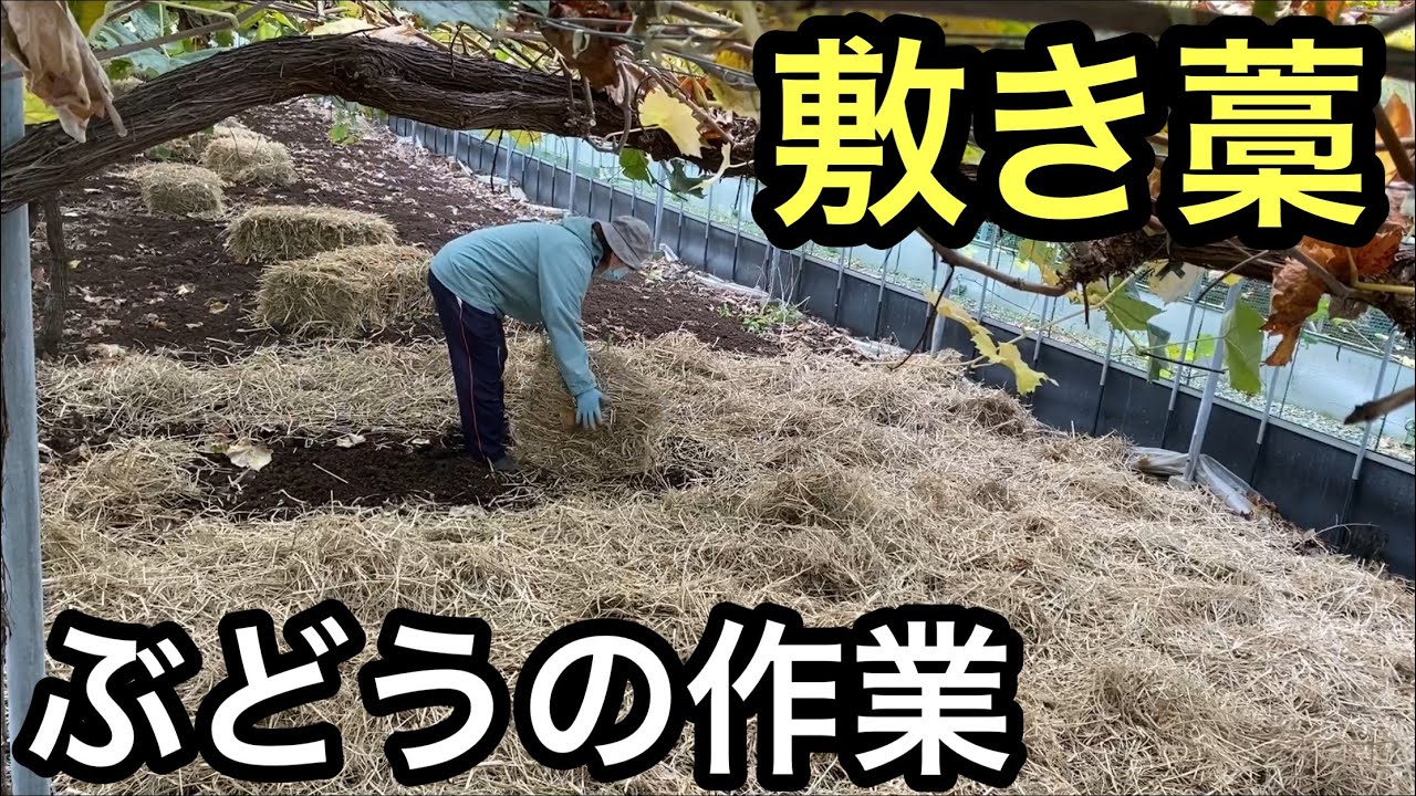 ぶどうの作業 藁を敷きました Youtube