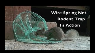 Wire Spring Net Rodent Trap In Action. Major Fail.