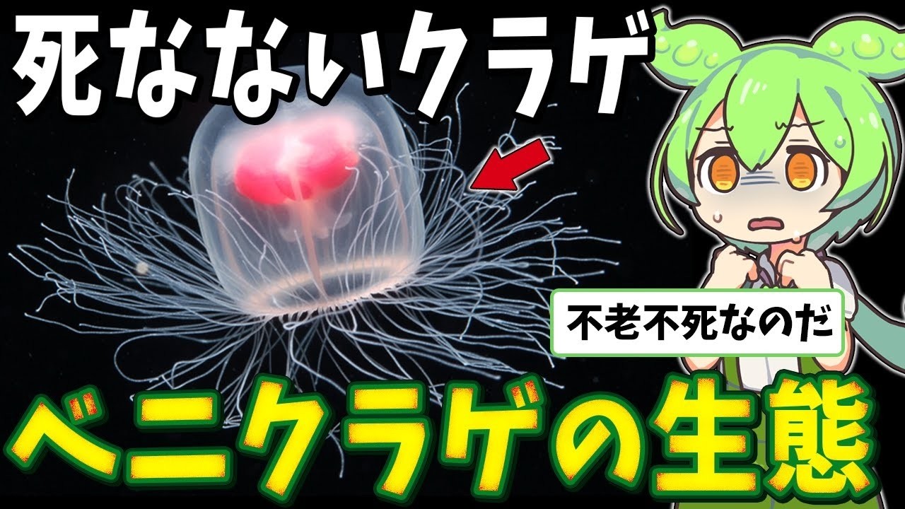 生物の謎7選!医者も驚いた「死なないクラゲ」の秘密とは?【総集編】
