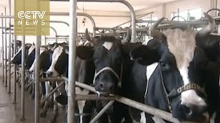 China’s dairy industry tries to regain popularity
