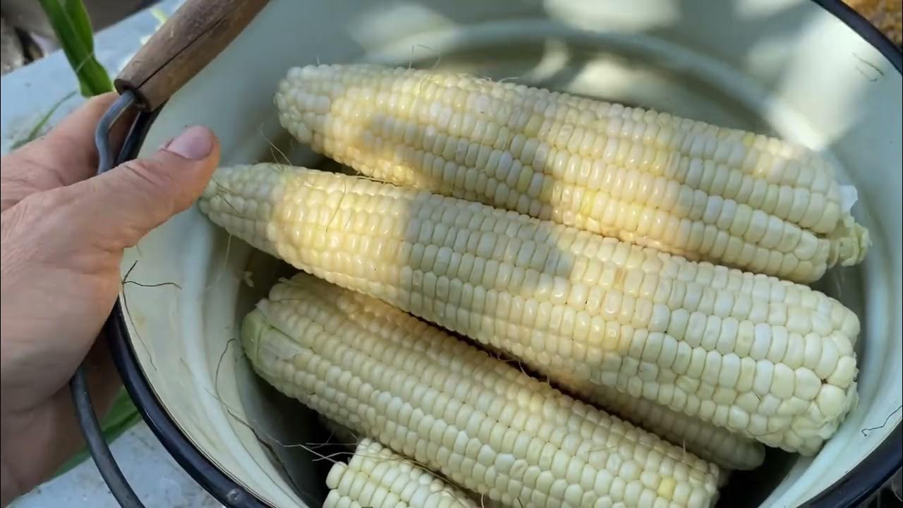Белая Сахарная кукуруза//Купить семена Белой Сахарной кукурузы - YouTube