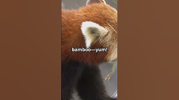 Have you heard of the red panda?