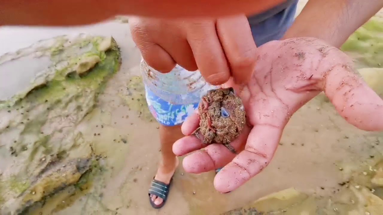 طريقة جمع دودة الرمل (لحنيش) مع الريس بوكملة