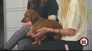 New dog park opens in Duncansville