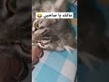 مالك يا صاحبي احكيلي لعب قطط 