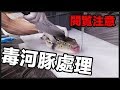 慎入！毒河豚的處理過程【一刀未剪版】Warning! The Process Of Cutting Blowfish With Poison.フグの捌く方法《阿倫頻道》